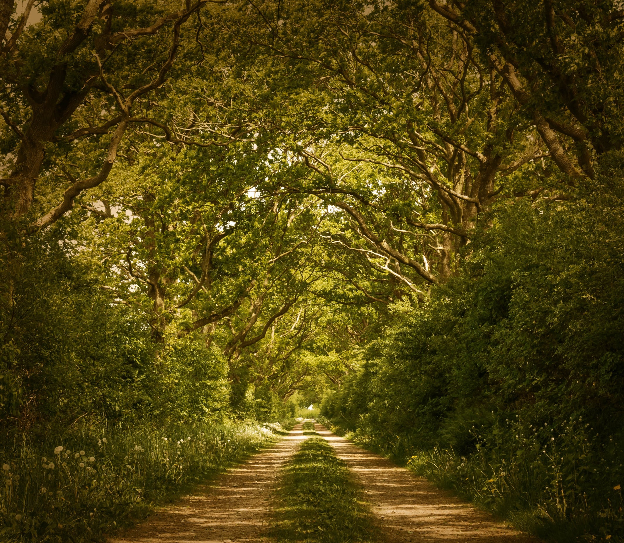 Beautiful Forest Path